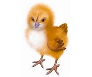 Little chicken