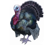 Turkeys