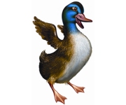 Ducks