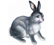 Rabbits
