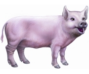 Pigs