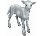 Lambs