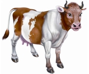 Cows